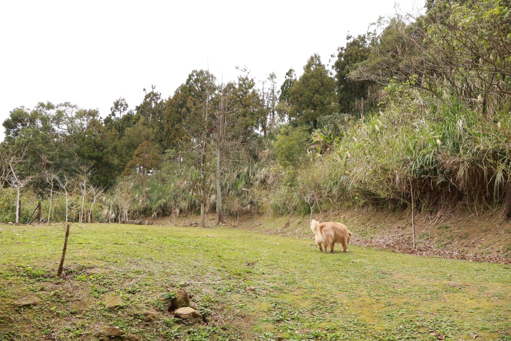 桃園復興賞櫻！悠然祕境櫻花林。悠然秘境小屋賞櫻攻略｜富士櫻、吉野櫻滿開中，夢幻粉色花海一次看！寵物友善