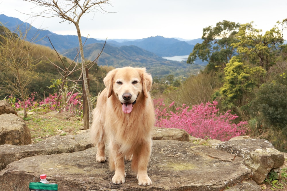 桃園復興賞櫻！悠然祕境櫻花林。悠然秘境小屋賞櫻攻略｜富士櫻、吉野櫻滿開中，夢幻粉色花海一次看！寵物友善