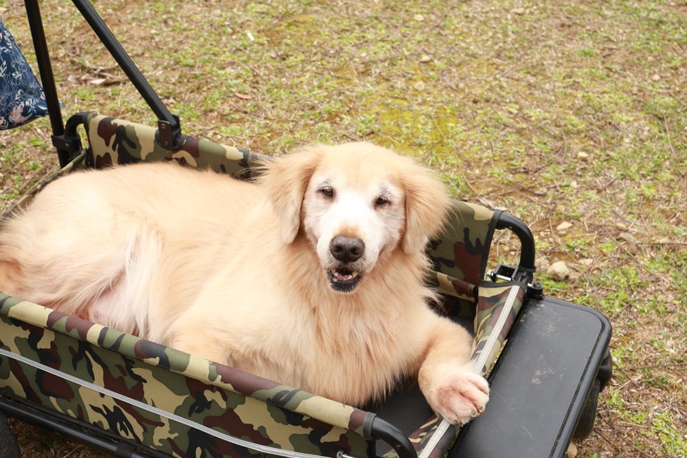 桃園復興賞櫻！悠然祕境櫻花林。悠然秘境小屋賞櫻攻略｜富士櫻、吉野櫻滿開中，夢幻粉色花海一次看！寵物友善