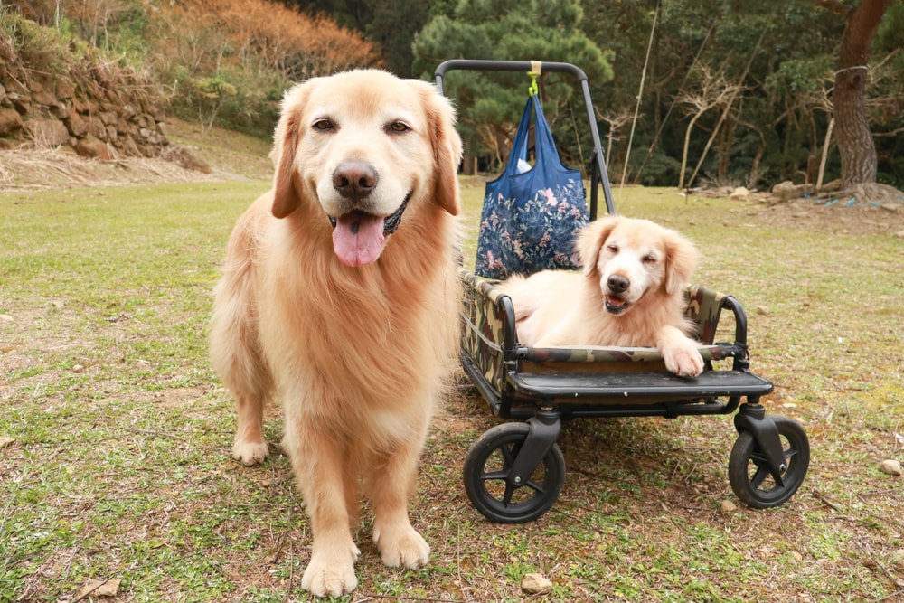 桃園復興賞櫻！悠然祕境櫻花林。悠然秘境小屋賞櫻攻略｜富士櫻、吉野櫻滿開中，夢幻粉色花海一次看！寵物友善