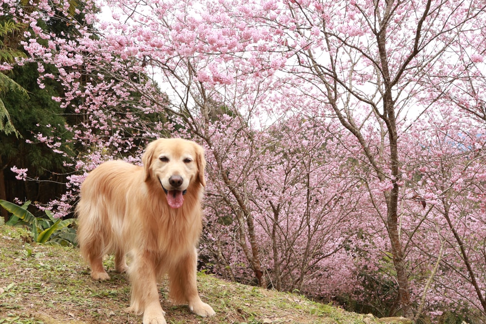 桃園復興賞櫻！悠然祕境櫻花林。悠然秘境小屋賞櫻攻略｜富士櫻、吉野櫻滿開中，夢幻粉色花海一次看！寵物友善