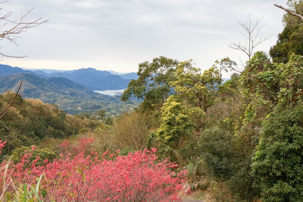 桃園復興賞櫻！悠然祕境櫻花林。悠然秘境小屋賞櫻攻略｜富士櫻、吉野櫻滿開中，夢幻粉色花海一次看！寵物友善