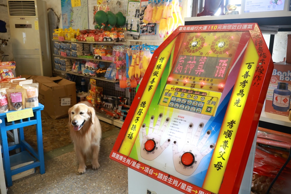台南寵物友善景點｜北門洗滌鹽工場一日遊攻略。帶毛孩搭遊園車、奔跑草地、探索鹽鄉文化！