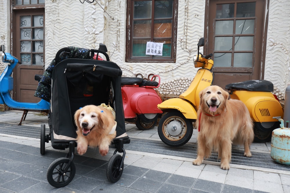 台南寵物友善景點｜北門洗滌鹽工場一日遊攻略。帶毛孩搭遊園車、奔跑草地、探索鹽鄉文化！