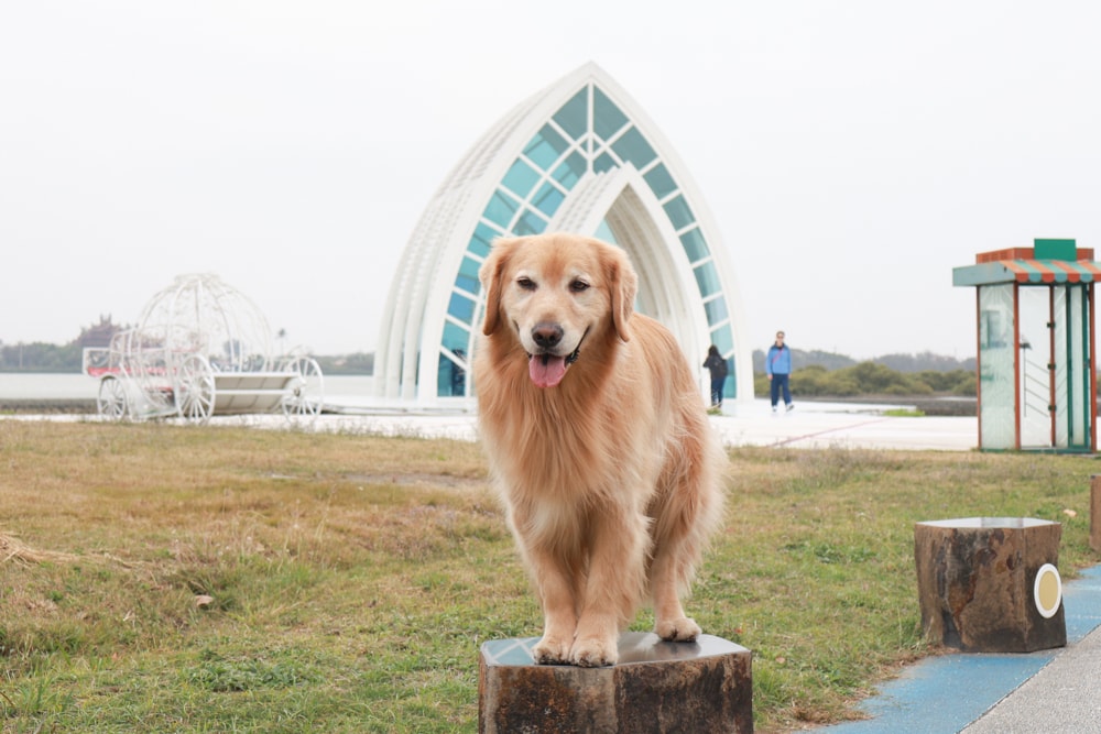 台南寵物友善景點｜北門洗滌鹽工場一日遊攻略。帶毛孩搭遊園車、奔跑草地、探索鹽鄉文化！