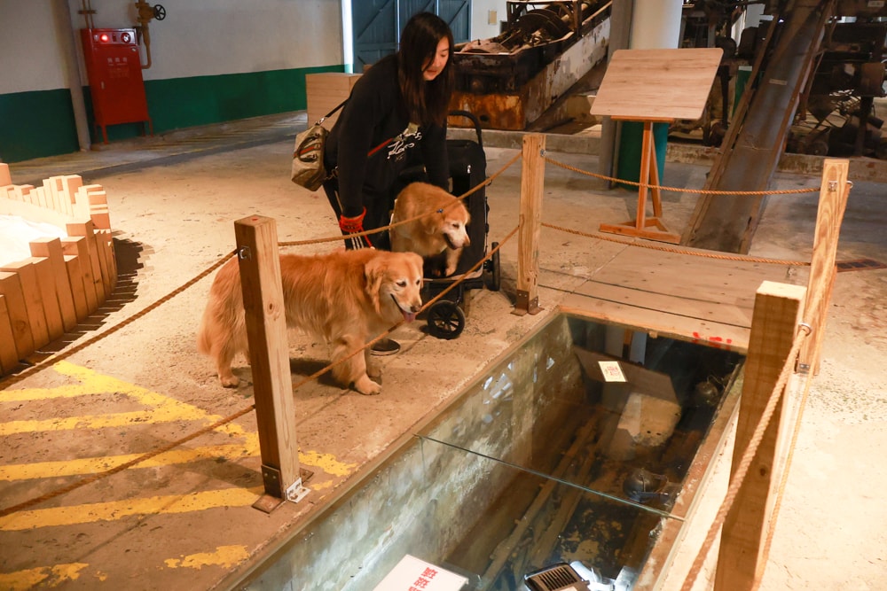 台南寵物友善景點｜北門洗滌鹽工場一日遊攻略。帶毛孩搭遊園車、奔跑草地、探索鹽鄉文化！