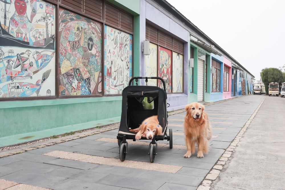 台南寵物友善景點｜北門洗滌鹽工場一日遊攻略。帶毛孩搭遊園車、奔跑草地、探索鹽鄉文化！