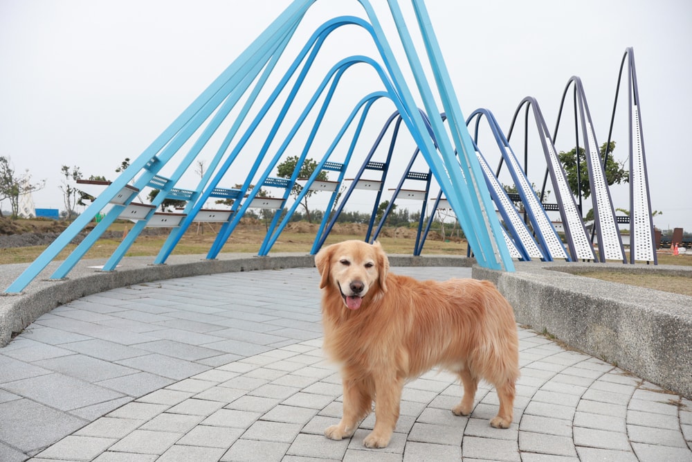 台南寵物友善景點｜北門洗滌鹽工場一日遊攻略。帶毛孩搭遊園車、奔跑草地、探索鹽鄉文化！