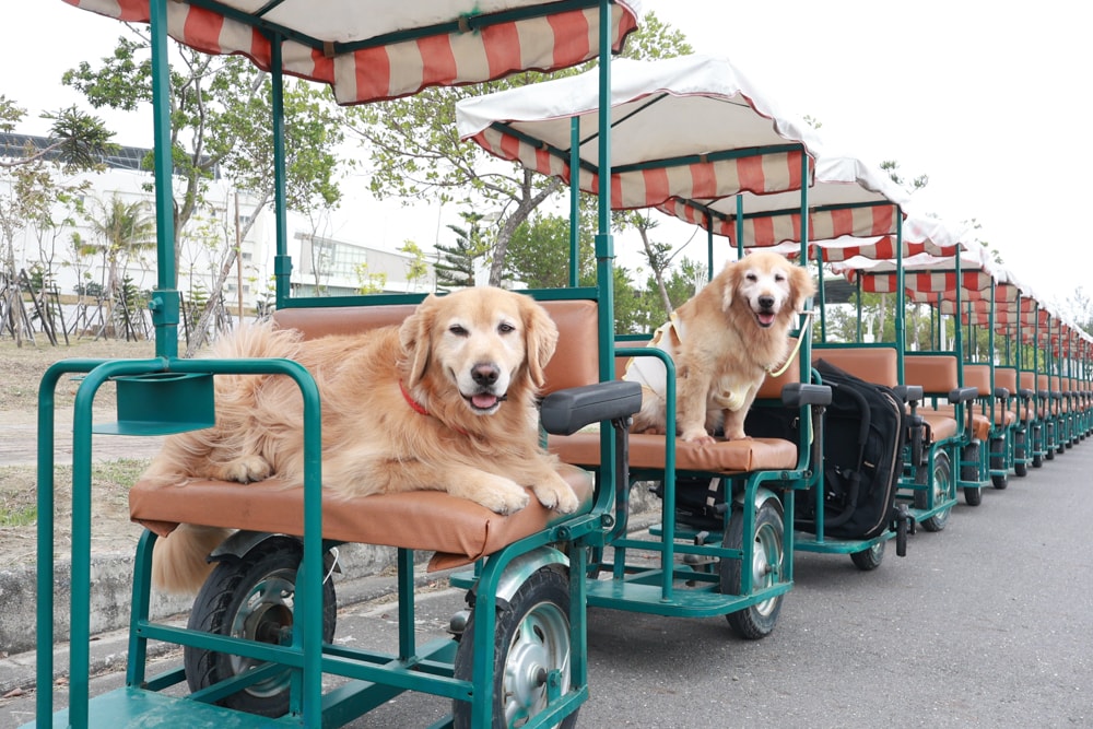 台南寵物友善景點｜北門洗滌鹽工場一日遊攻略。帶毛孩搭遊園車、奔跑草地、探索鹽鄉文化！