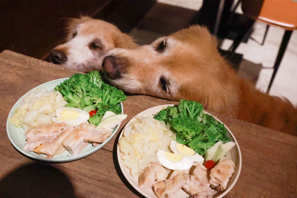 LAPOPO 拉波波村｜基隆豪華露營。一泊三食免裝備、獨立衛浴＋峽谷生態導覽＋寵物友善露營