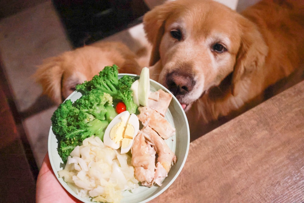 LAPOPO 拉波波村｜基隆豪華露營。一泊三食免裝備、獨立衛浴＋峽谷生態導覽＋寵物友善露營