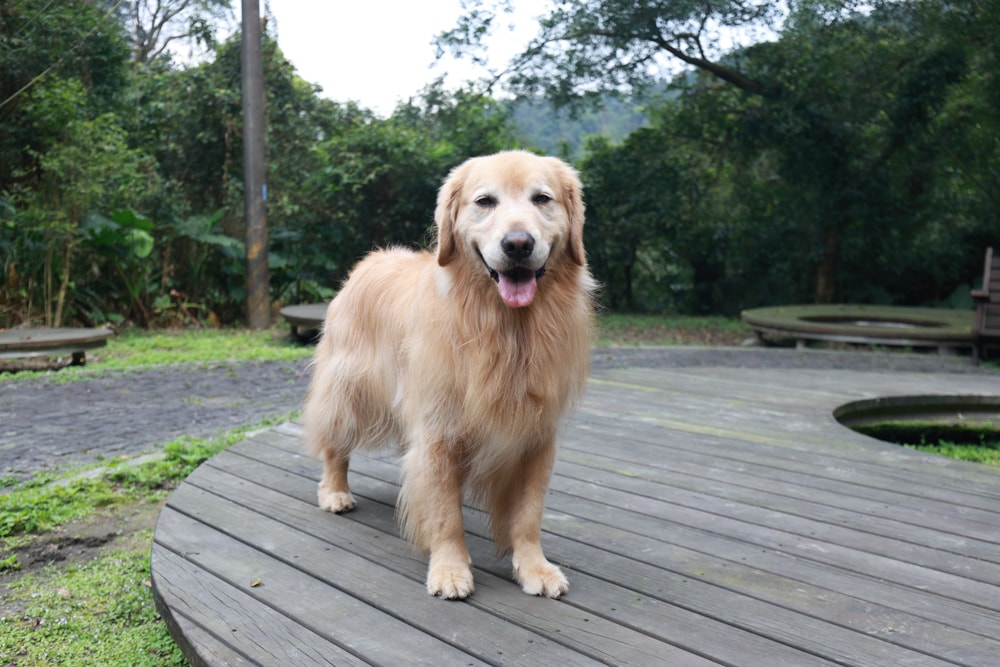 LAPOPO 拉波波村｜基隆豪華露營。一泊三食免裝備、獨立衛浴＋峽谷生態導覽＋寵物友善露營