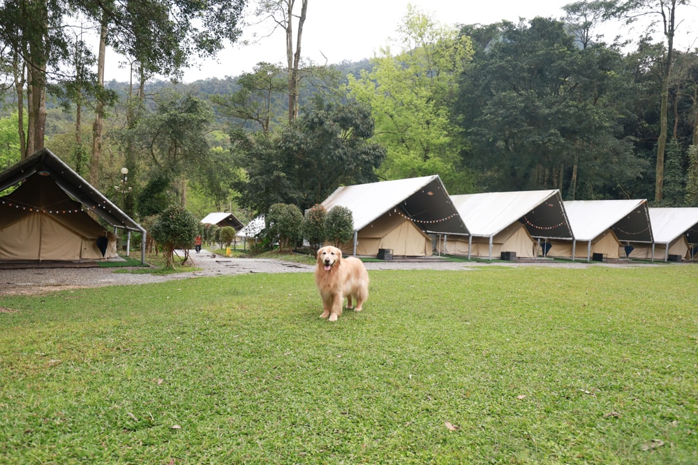 LAPOPO 拉波波村｜基隆豪華露營。一泊三食免裝備、獨立衛浴＋峽谷生態導覽＋寵物友善露營