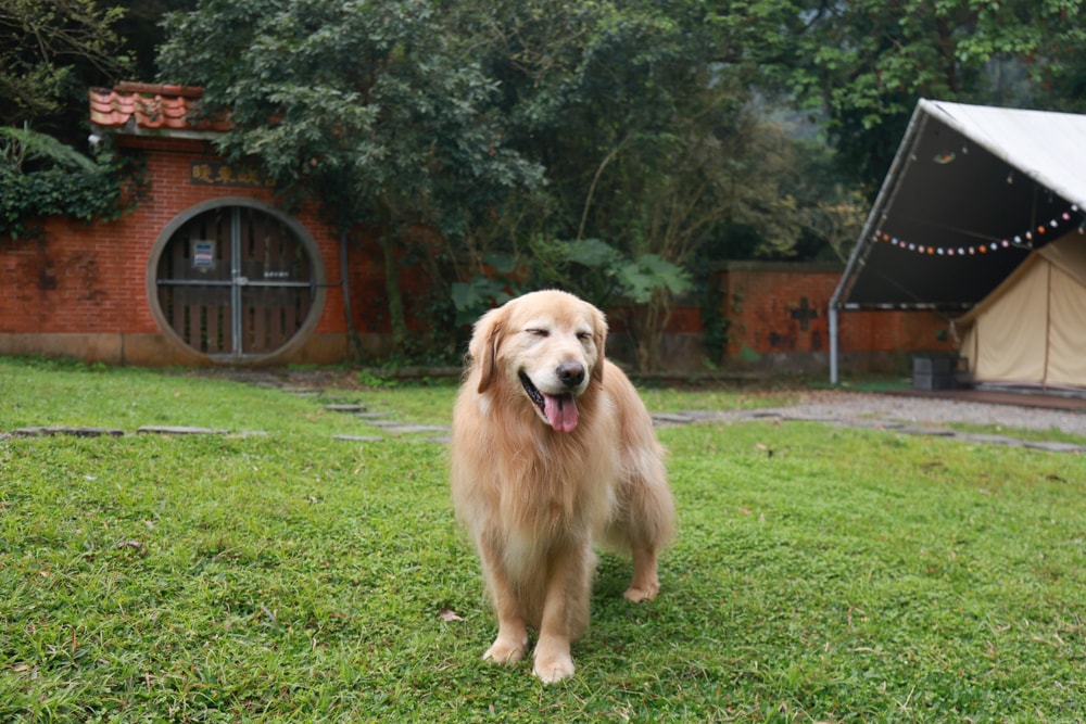 LAPOPO 拉波波村｜基隆豪華露營。一泊三食免裝備、獨立衛浴＋峽谷生態導覽＋寵物友善露營