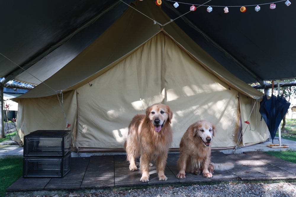 LAPOPO 拉波波村｜基隆豪華露營。一泊三食免裝備、獨立衛浴＋峽谷生態導覽＋寵物友善露營
