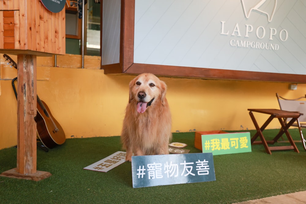 LAPOPO 拉波波村｜基隆豪華露營。一泊三食免裝備、獨立衛浴＋峽谷生態導覽＋寵物友善露營