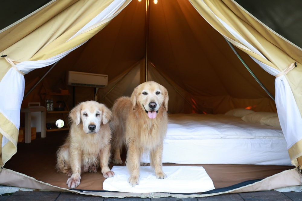 LAPOPO 拉波波村｜基隆豪華露營。一泊三食免裝備、獨立衛浴＋峽谷生態導覽＋寵物友善露營