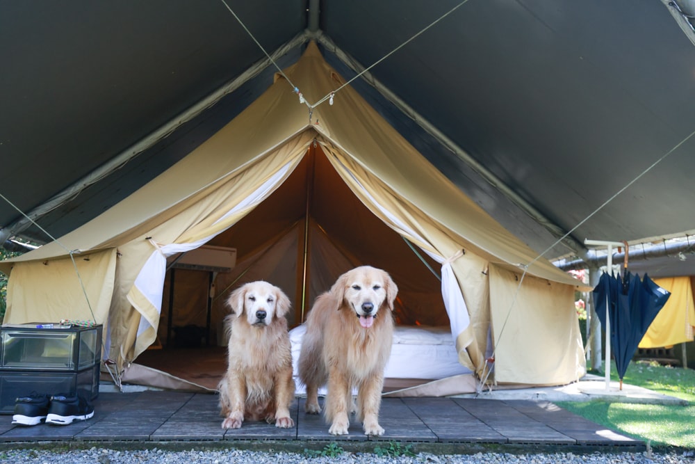 LAPOPO 拉波波村｜基隆豪華露營。一泊三食免裝備、獨立衛浴＋峽谷生態導覽＋寵物友善露營