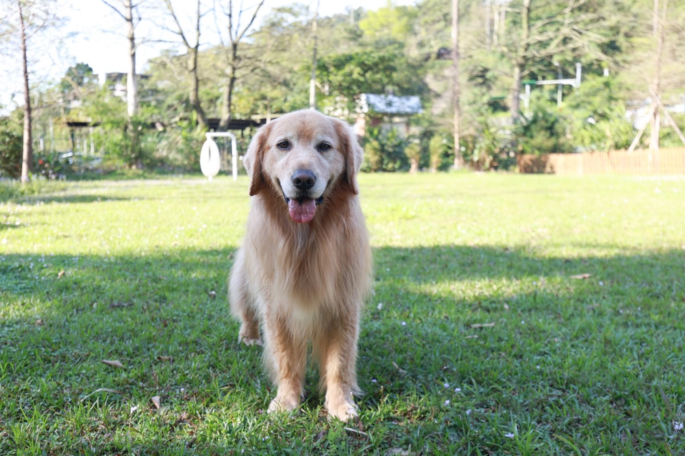 LAPOPO 拉波波村｜基隆豪華露營。一泊三食免裝備、獨立衛浴＋峽谷生態導覽＋寵物友善露營
