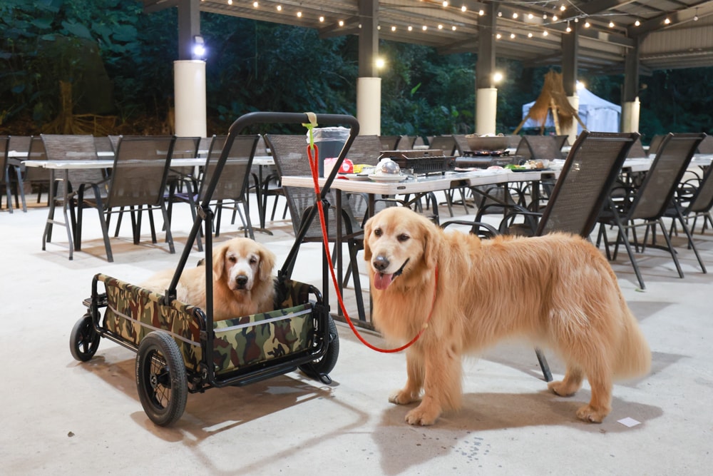 LAPOPO 拉波波村｜基隆豪華露營。一泊三食免裝備、獨立衛浴＋峽谷生態導覽＋寵物友善露營