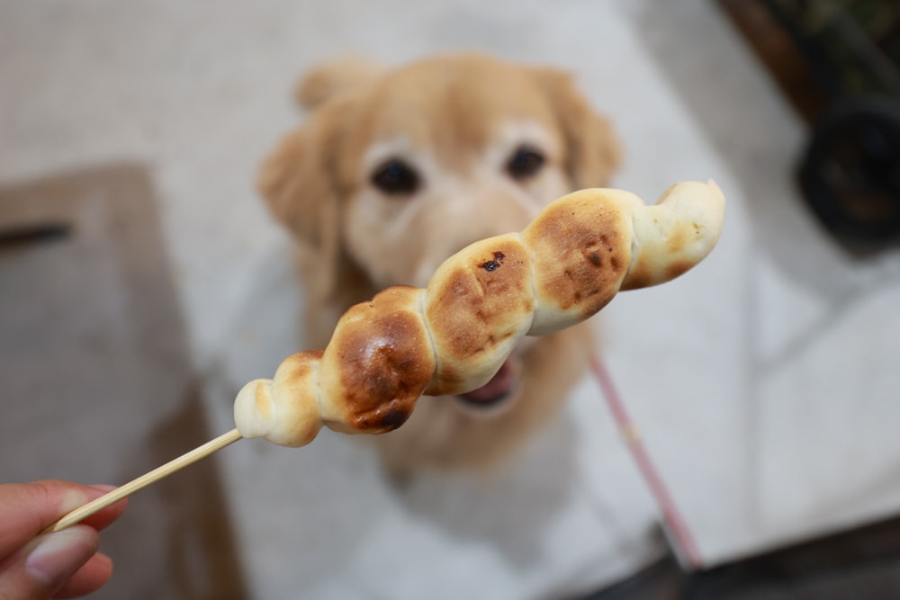 LAPOPO 拉波波村｜基隆豪華露營。一泊三食免裝備、獨立衛浴＋峽谷生態導覽＋寵物友善露營