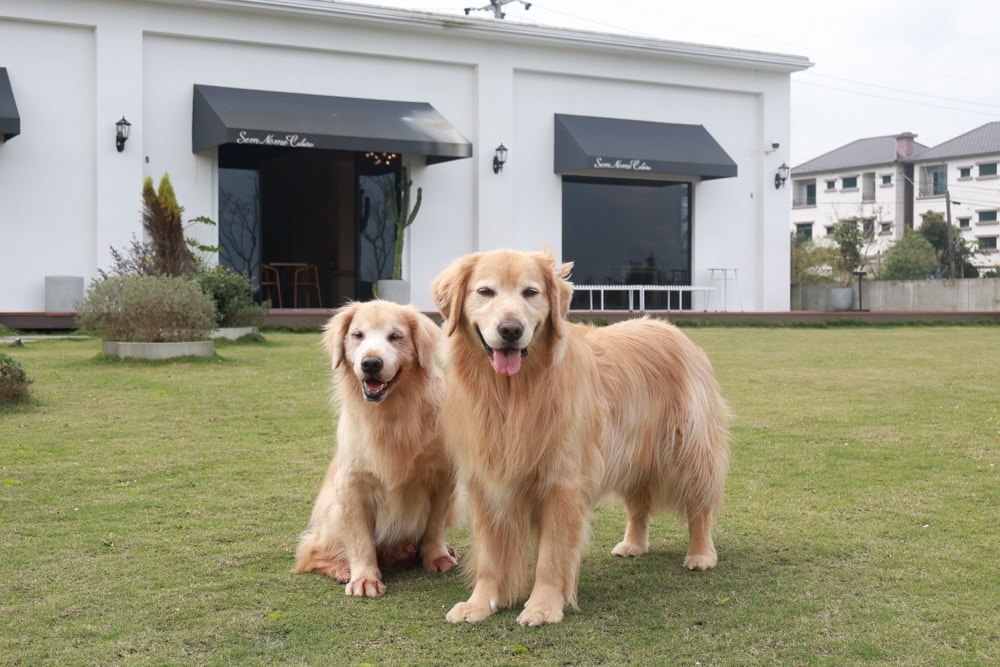 宜蘭三星美食｜無名糧倉 Sem Nome Celeiro。純白北歐風質感咖啡廳，大片落地窗、田園景觀＋美味餐點、寵物友善！