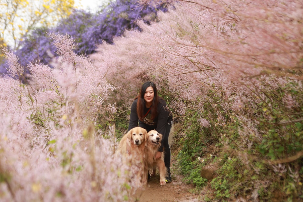 南投中寮賞花秘境推薦｜瑰蜜甜心玫瑰園。每年2-3月粉紅麝香木花海、許願藤、九重葛浪漫盛開！(寵物友善景點)