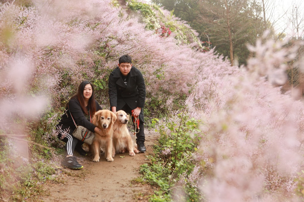 南投中寮賞花秘境推薦｜瑰蜜甜心玫瑰園。每年2-3月粉紅麝香木花海、許願藤、九重葛浪漫盛開！(寵物友善景點)