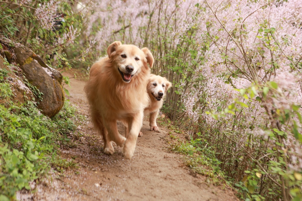 南投中寮賞花秘境推薦｜瑰蜜甜心玫瑰園。每年2-3月粉紅麝香木花海、許願藤、九重葛浪漫盛開！(寵物友善景點)