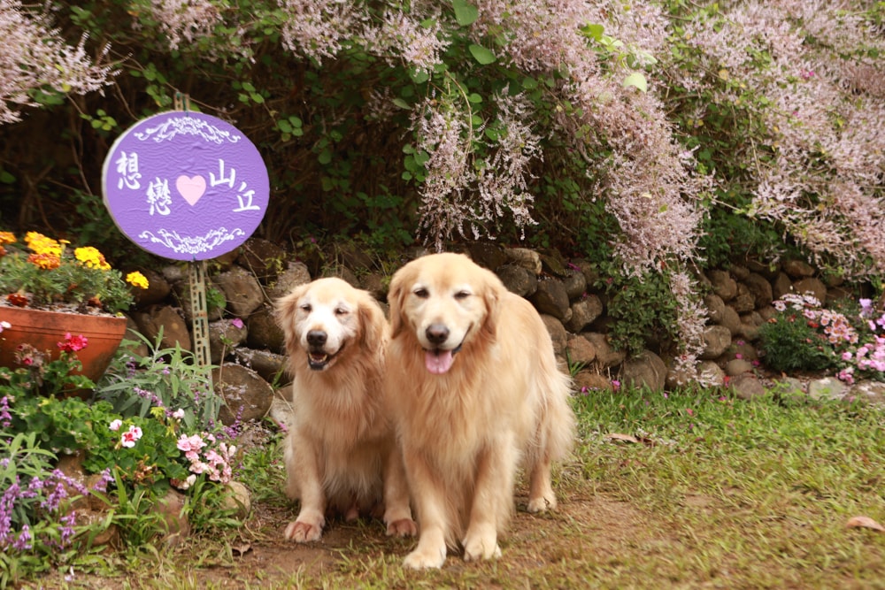 南投中寮賞花秘境推薦｜瑰蜜甜心玫瑰園。每年2-3月粉紅麝香木花海、許願藤、九重葛浪漫盛開！(寵物友善景點)