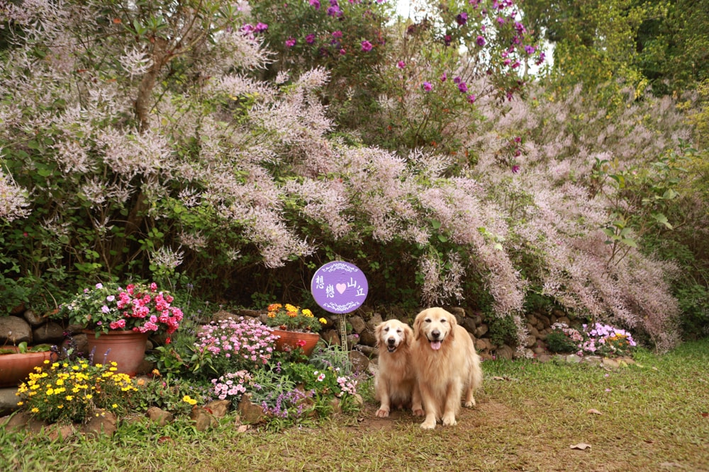 南投中寮賞花秘境推薦｜瑰蜜甜心玫瑰園。每年2-3月粉紅麝香木花海、許願藤、九重葛浪漫盛開！(寵物友善景點)
