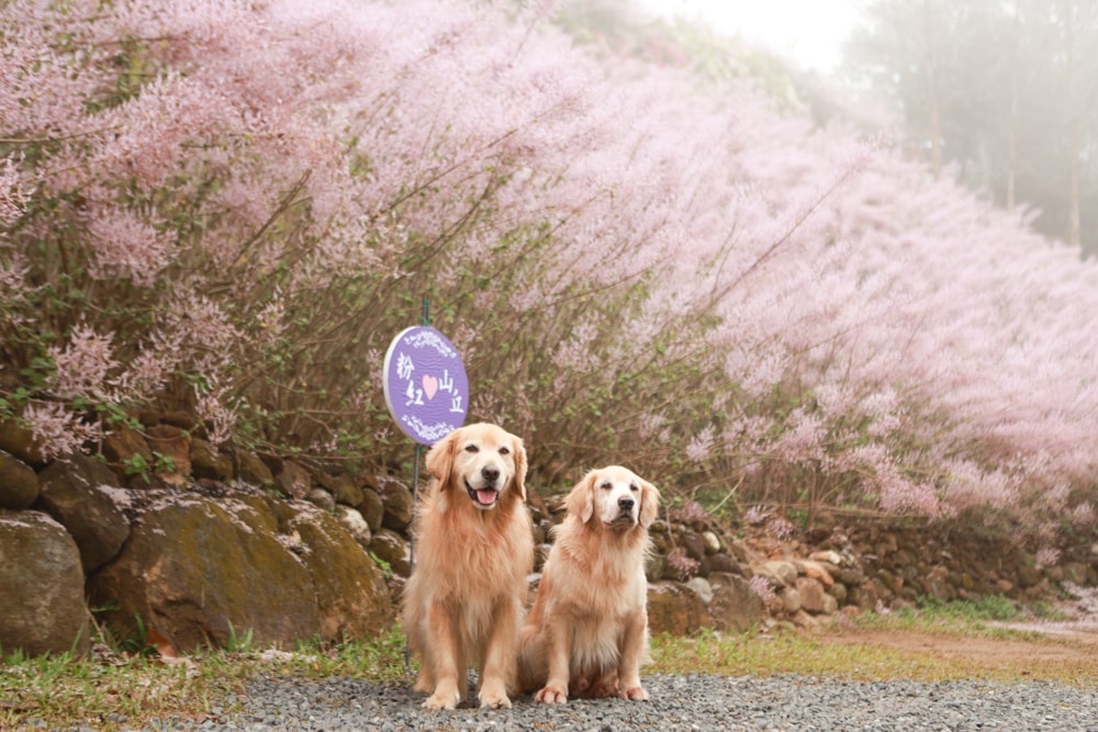 南投中寮賞花秘境推薦｜瑰蜜甜心玫瑰園。每年2-3月粉紅麝香木花海、許願藤、九重葛浪漫盛開！(寵物友善景點)