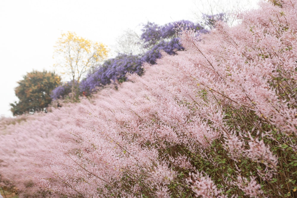 南投中寮賞花秘境推薦｜瑰蜜甜心玫瑰園。每年2-3月粉紅麝香木花海、許願藤、九重葛浪漫盛開！(寵物友善景點)