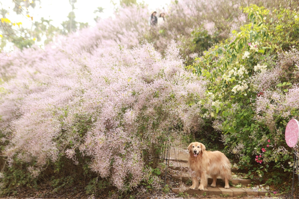 南投中寮賞花秘境推薦｜瑰蜜甜心玫瑰園。每年2-3月粉紅麝香木花海、許願藤、九重葛浪漫盛開！(寵物友善景點)