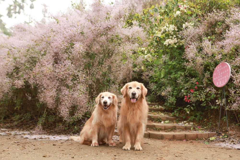 南投中寮賞花秘境推薦｜瑰蜜甜心玫瑰園。每年2-3月粉紅麝香木花海、許願藤、九重葛浪漫盛開！(寵物友善景點)