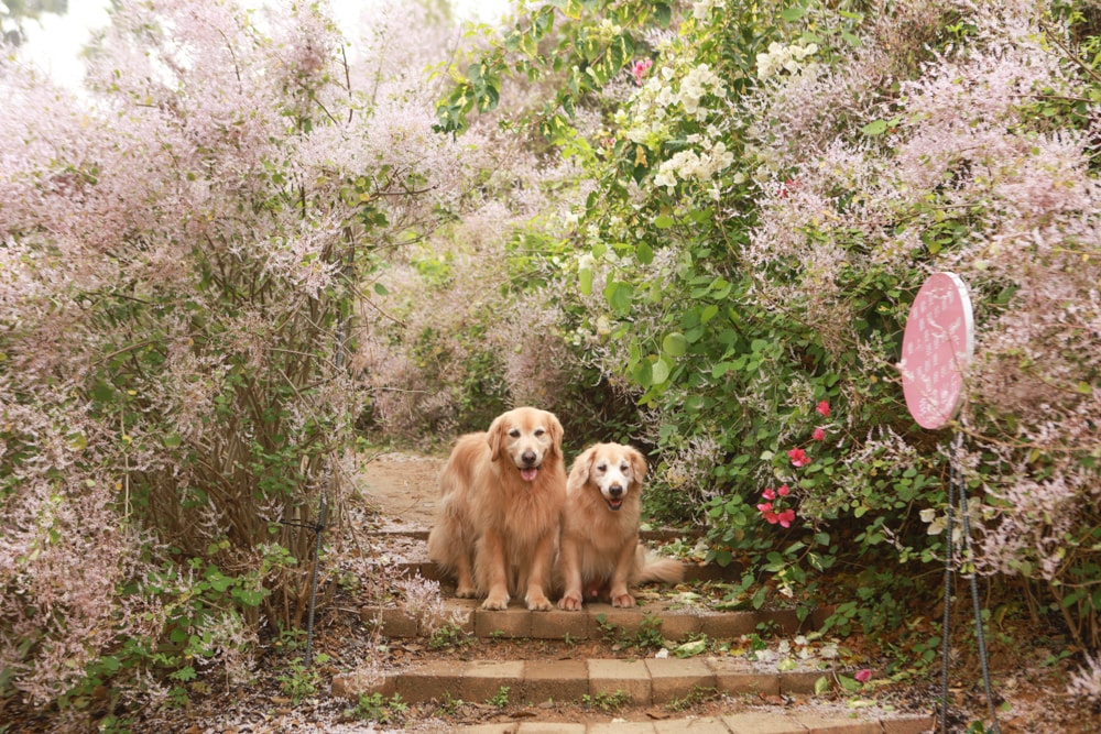 南投中寮賞花秘境推薦｜瑰蜜甜心玫瑰園。每年2-3月粉紅麝香木花海、許願藤、九重葛浪漫盛開！(寵物友善景點)
