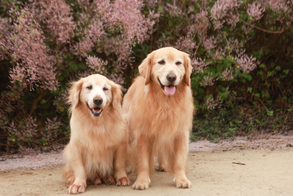 南投中寮賞花秘境推薦｜瑰蜜甜心玫瑰園。每年2-3月粉紅麝香木花海、許願藤、九重葛浪漫盛開！(寵物友善景點)