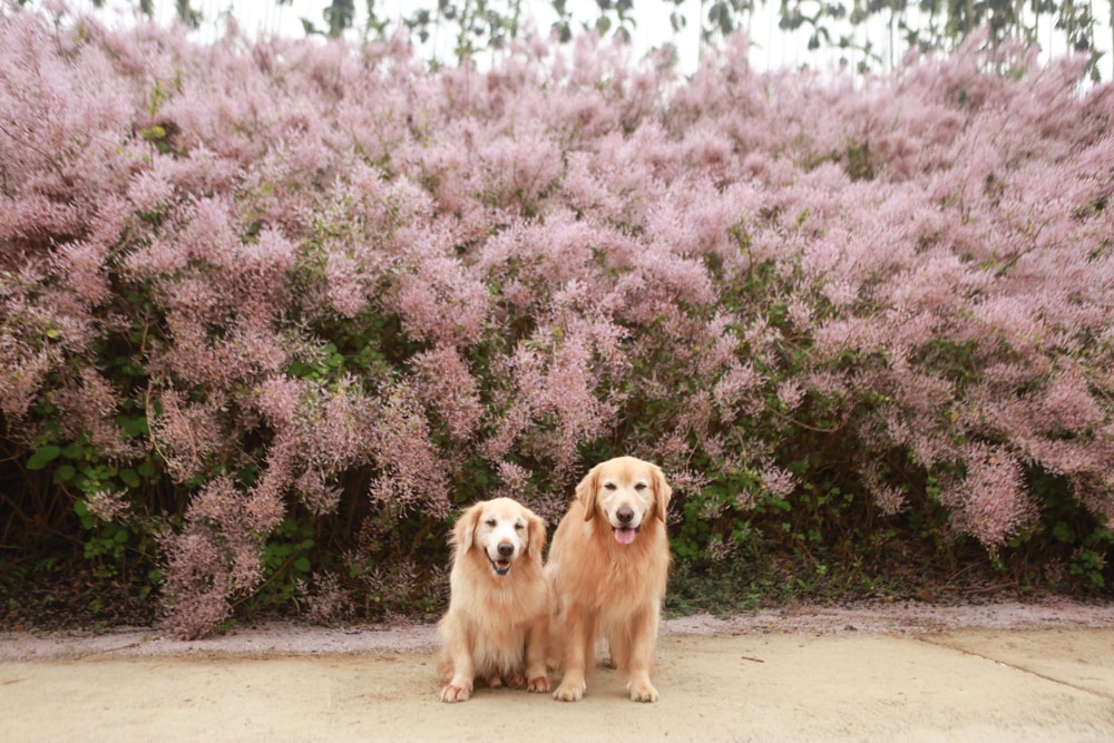 南投中寮賞花秘境推薦｜瑰蜜甜心玫瑰園。每年2-3月粉紅麝香木花海、許願藤、九重葛浪漫盛開！(寵物友善景點)