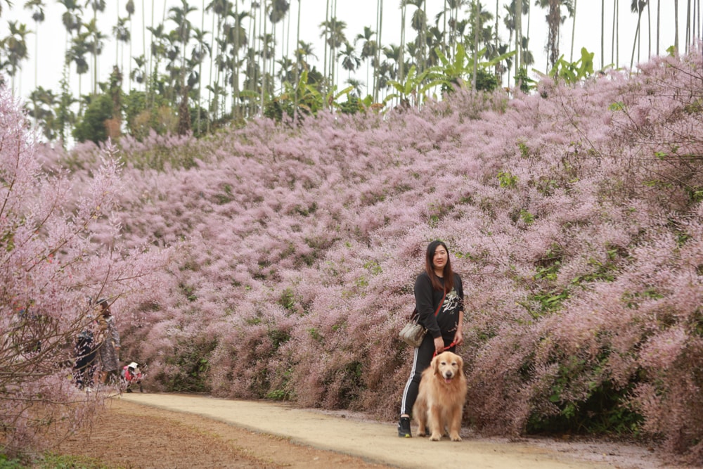 南投中寮賞花秘境推薦｜瑰蜜甜心玫瑰園。每年2-3月粉紅麝香木花海、許願藤、九重葛浪漫盛開！(寵物友善景點)