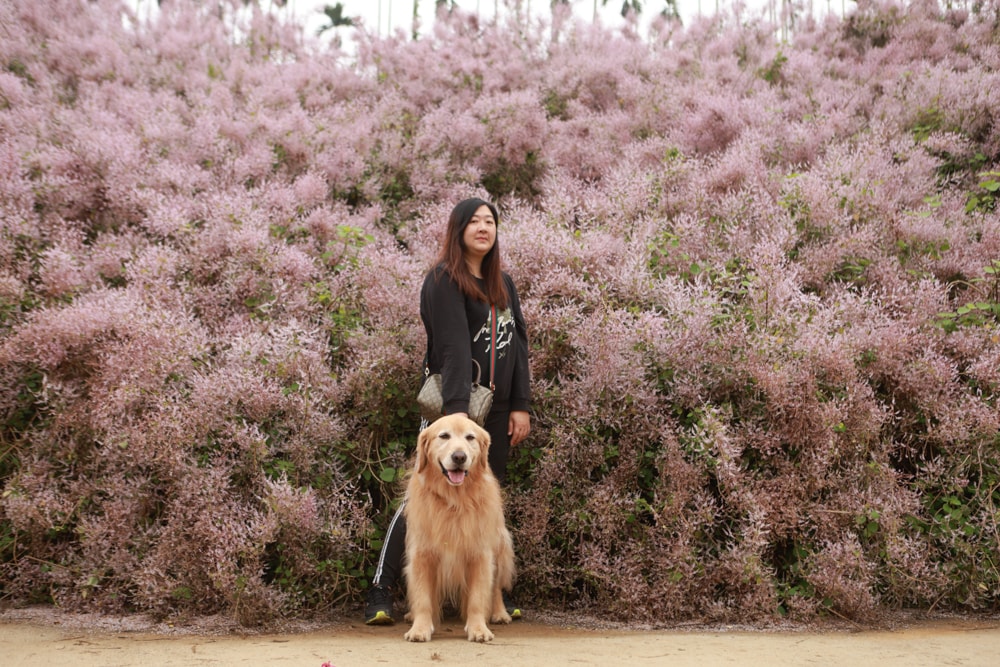 南投中寮賞花秘境推薦｜瑰蜜甜心玫瑰園。每年2-3月粉紅麝香木花海、許願藤、九重葛浪漫盛開！(寵物友善景點)