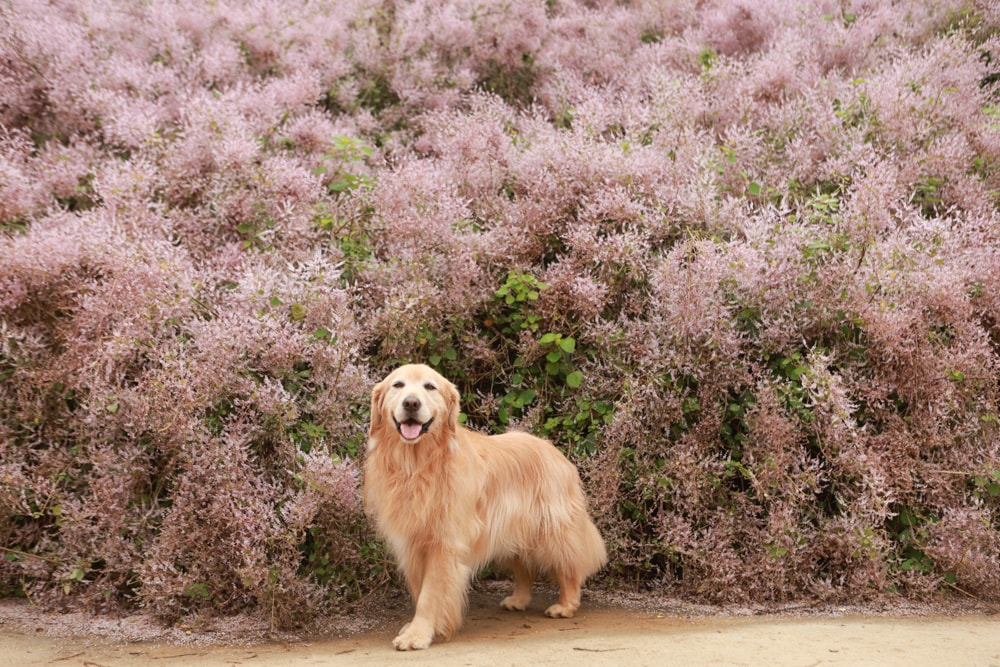 南投中寮賞花秘境推薦｜瑰蜜甜心玫瑰園。每年2-3月粉紅麝香木花海、許願藤、九重葛浪漫盛開！(寵物友善景點)