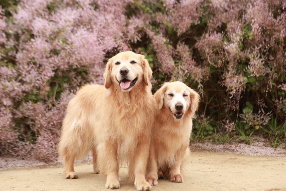 南投中寮賞花秘境推薦｜瑰蜜甜心玫瑰園。每年2-3月粉紅麝香木花海、許願藤、九重葛浪漫盛開！(寵物友善景點)