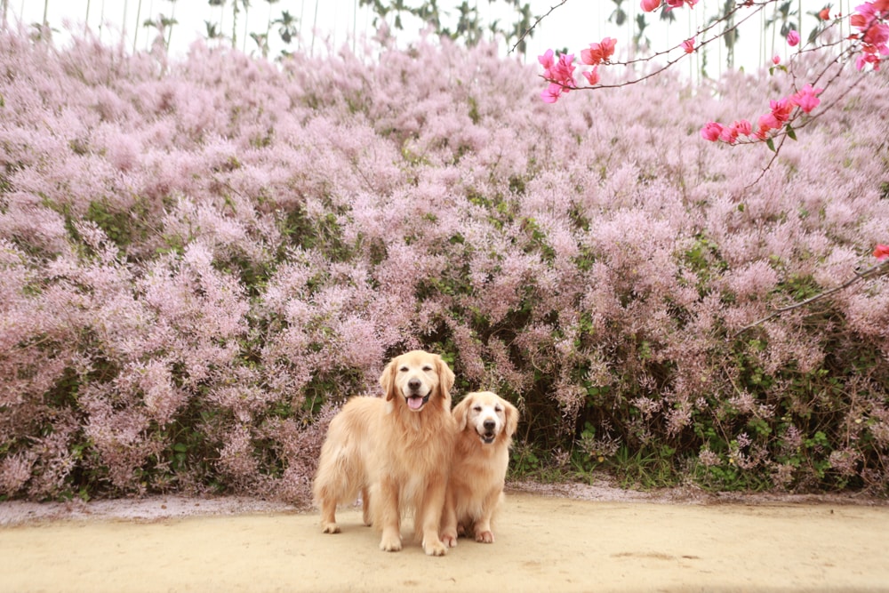 南投中寮賞花秘境推薦｜瑰蜜甜心玫瑰園。每年2-3月粉紅麝香木花海、許願藤、九重葛浪漫盛開！(寵物友善景點)