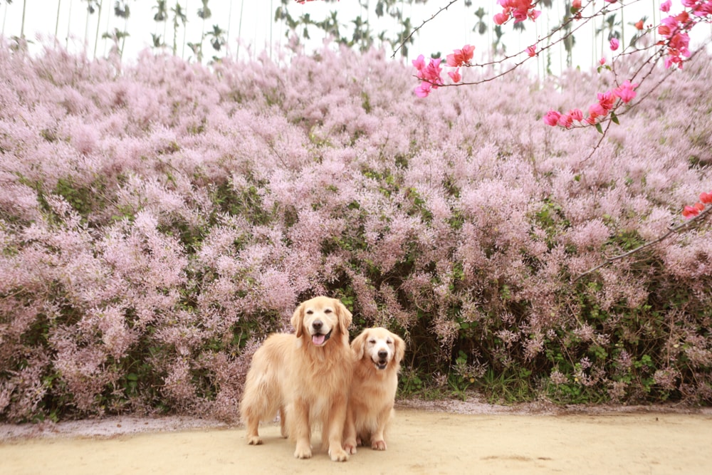 南投中寮賞花秘境推薦｜瑰蜜甜心玫瑰園。每年2-3月粉紅麝香木花海、許願藤、九重葛浪漫盛開！(寵物友善景點)
