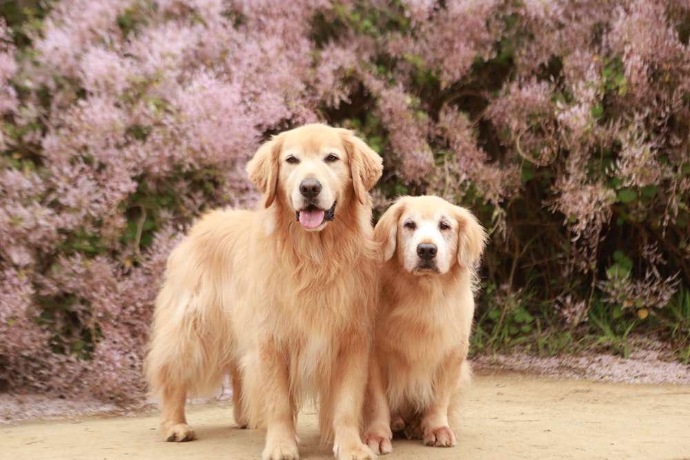 南投中寮賞花秘境推薦｜瑰蜜甜心玫瑰園。每年2-3月粉紅麝香木花海、許願藤、九重葛浪漫盛開！(寵物友善景點)