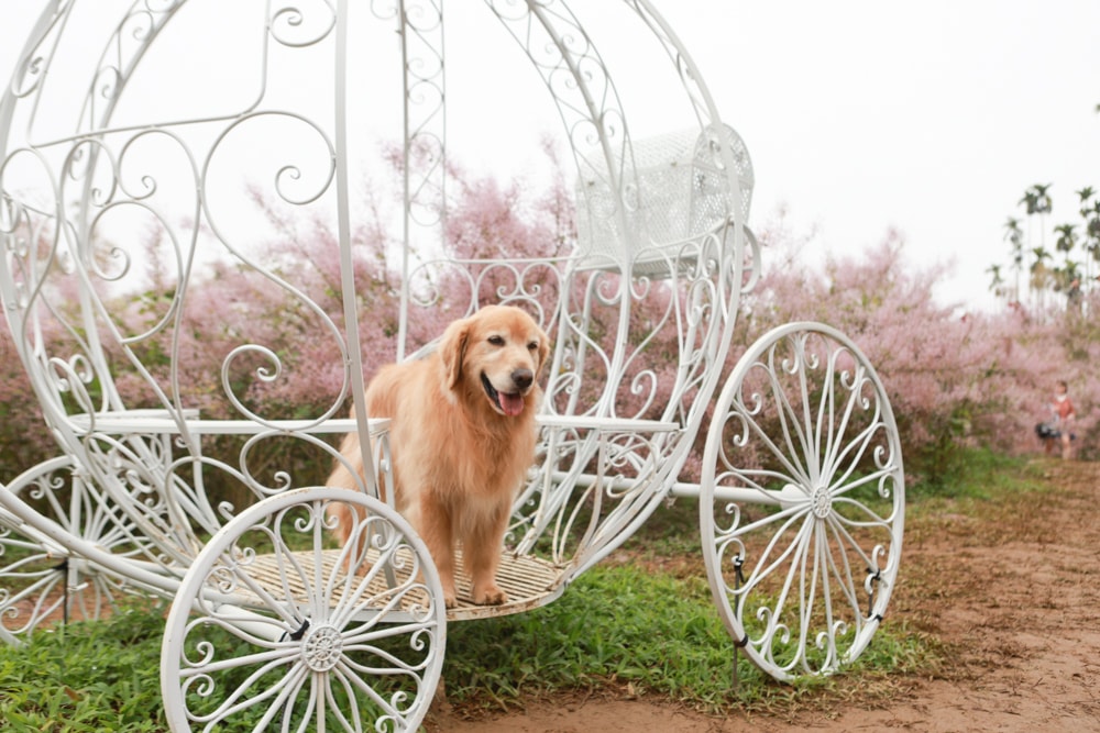 南投中寮賞花秘境推薦｜瑰蜜甜心玫瑰園。每年2-3月粉紅麝香木花海、許願藤、九重葛浪漫盛開！(寵物友善景點)