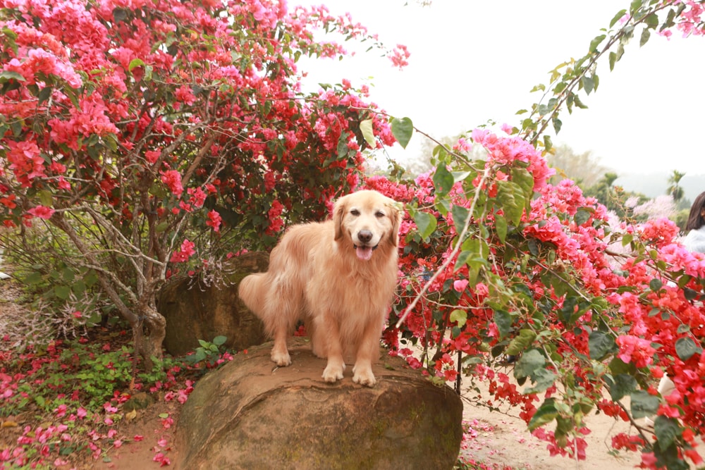 南投中寮賞花秘境推薦｜瑰蜜甜心玫瑰園。每年2-3月粉紅麝香木花海、許願藤、九重葛浪漫盛開！(寵物友善景點)