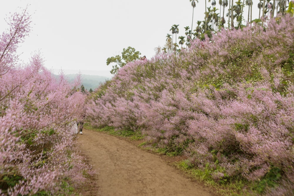 南投中寮賞花秘境推薦｜瑰蜜甜心玫瑰園。每年2-3月粉紅麝香木花海、許願藤、九重葛浪漫盛開！(寵物友善景點)