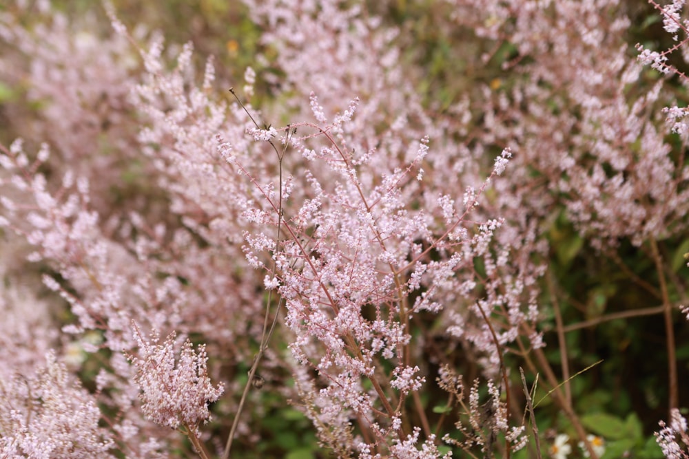 南投中寮賞花秘境推薦｜瑰蜜甜心玫瑰園。每年2-3月粉紅麝香木花海、許願藤、九重葛浪漫盛開！(寵物友善景點)
