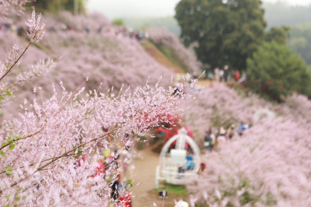 南投中寮賞花秘境推薦｜瑰蜜甜心玫瑰園。每年2-3月粉紅麝香木花海、許願藤、九重葛浪漫盛開！(寵物友善景點)